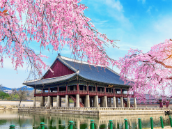 TOUR MÙA HOA ANH ĐÀO - HÀN QUỐC 5N4Đ