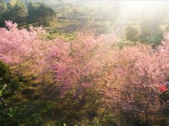 TOUR QUY NHƠN - MĂNG ĐEN 2N1Đ