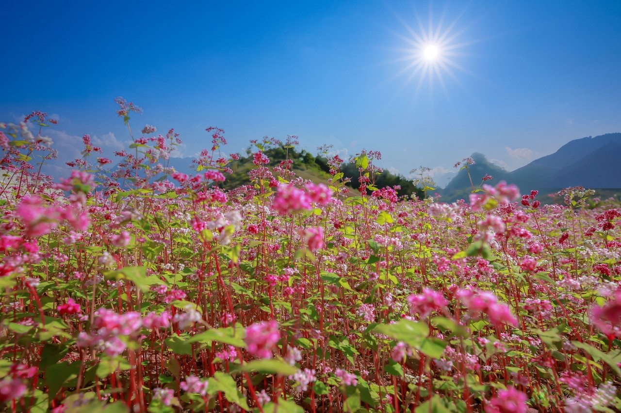 Mùa hoa nhuộm hồng cao nguyên đá Hà Giang - ảnh 4