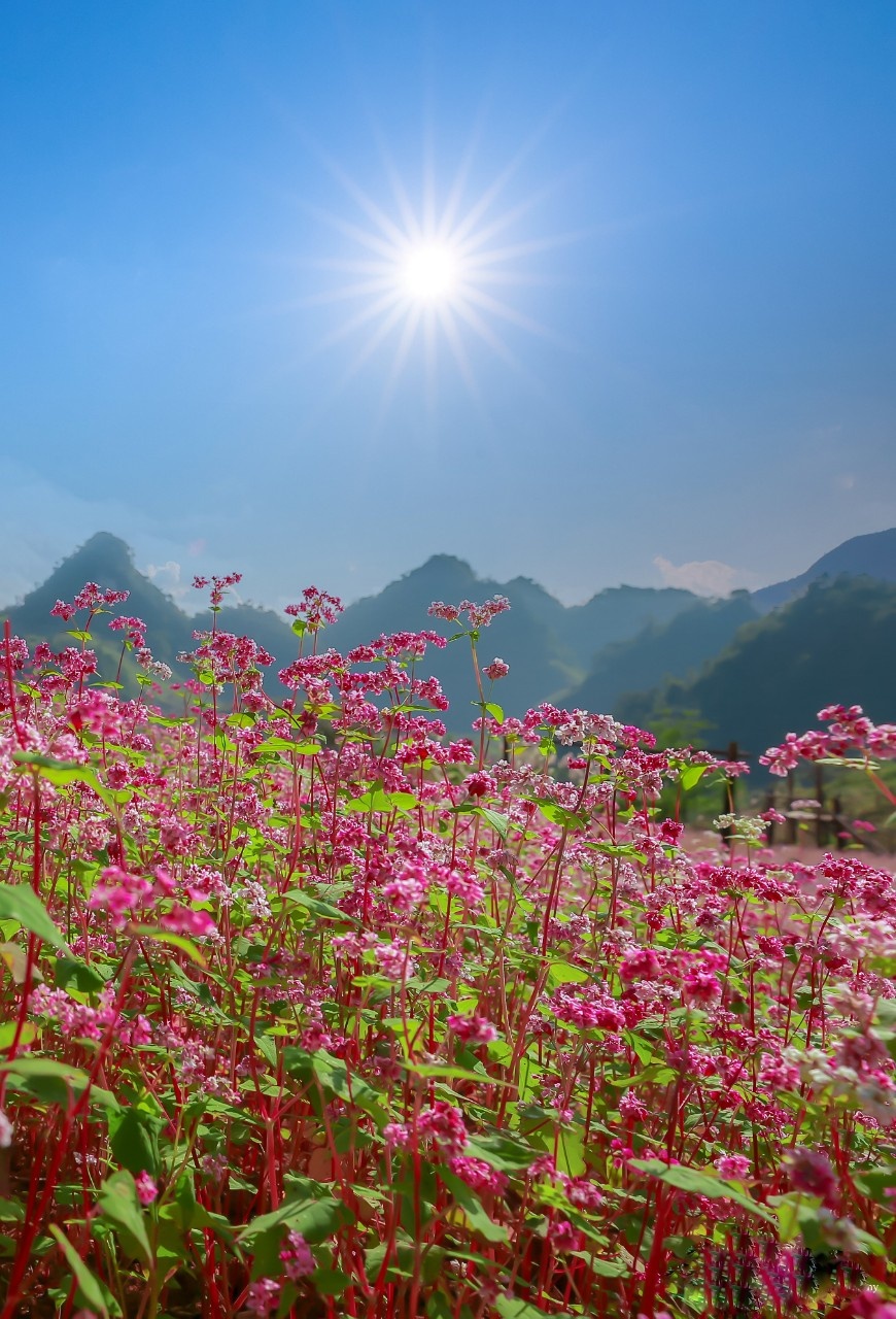 Mùa hoa nhuộm hồng cao nguyên đá Hà Giang - ảnh 7