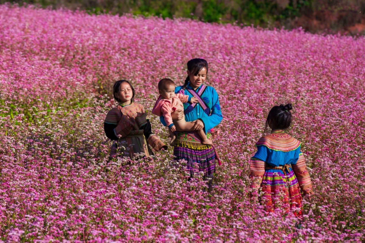 Mùa hoa nhuộm hồng cao nguyên đá Hà Giang - ảnh 10