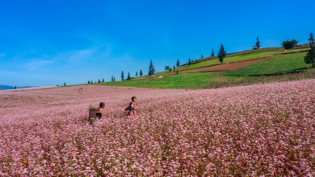 Mùa hoa nhuộm hồng cao nguyên đá Hà Giang - ảnh 1