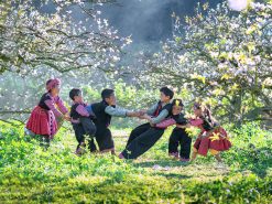 TOUR QUY NHƠN - HÀ NỘI - MỘC CHÂU 5 NGÀY 4 ĐÊM